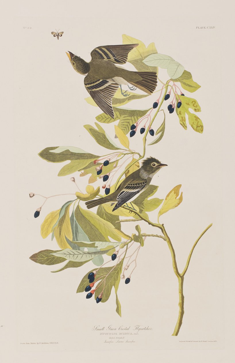 Ilustracja z „Birds of America” autorstwa John James Audubon