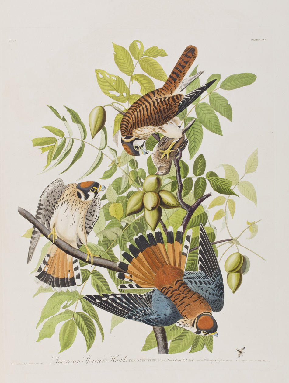 Ilustracja z „Birds of America” autorstwa John James Audubon