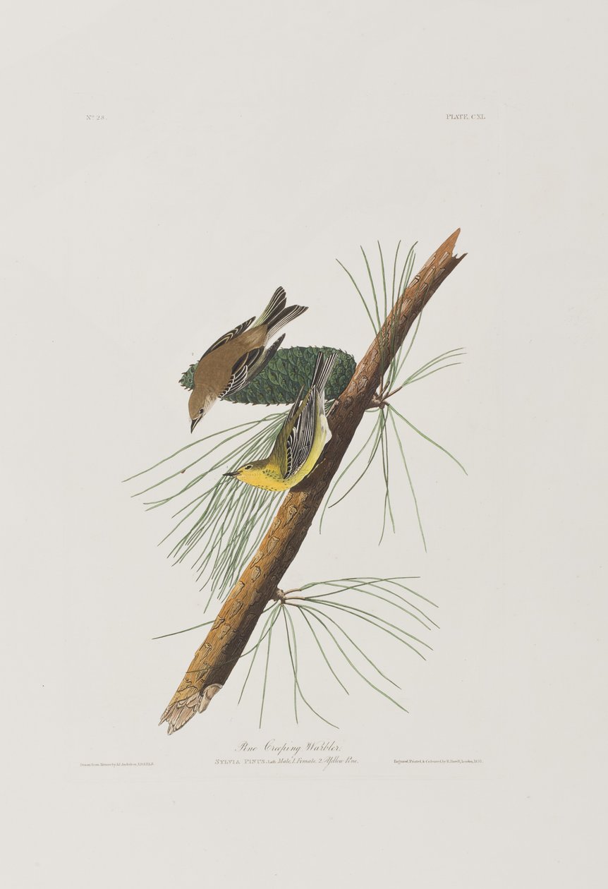 Ilustracja z „Birds of America” autorstwa John James Audubon