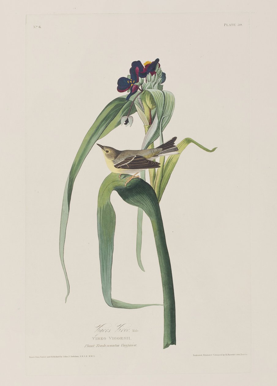 Ilustracja z „Birds of America” autorstwa John James Audubon