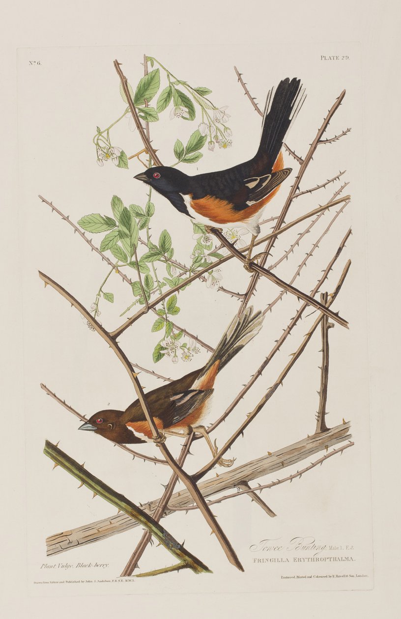 Ilustracja z „Birds of America” autorstwa John James Audubon