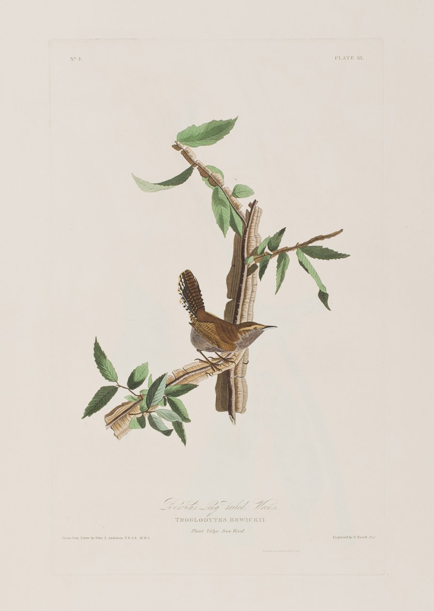 Ilustracja z „Birds of America” autorstwa John James Audubon