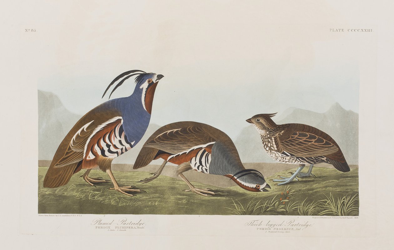 Ilustracja z „Birds of America” autorstwa John James Audubon
