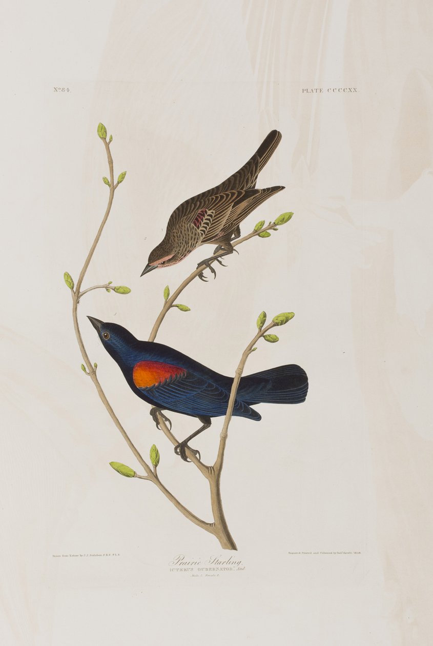 Ilustracja z „Birds of America” autorstwa John James Audubon