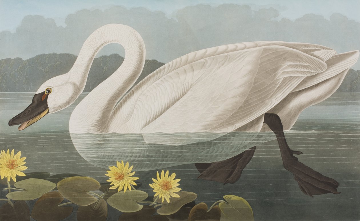 Ilustracja z „Birds of America” autorstwa John James Audubon