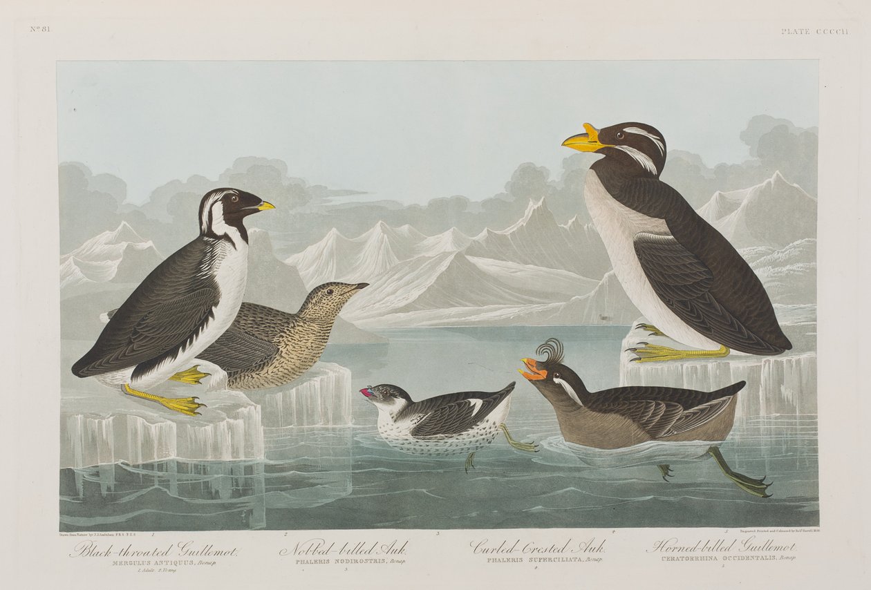 Ilustracja z „Birds of America” autorstwa John James Audubon