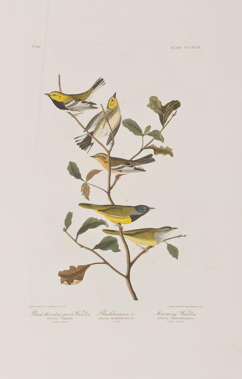 Ilustracja z „Birds of America” autorstwa John James Audubon