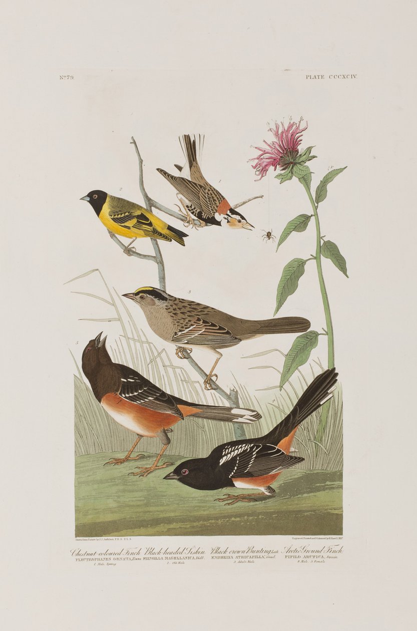 Ilustracja z „Birds of America” autorstwa John James Audubon