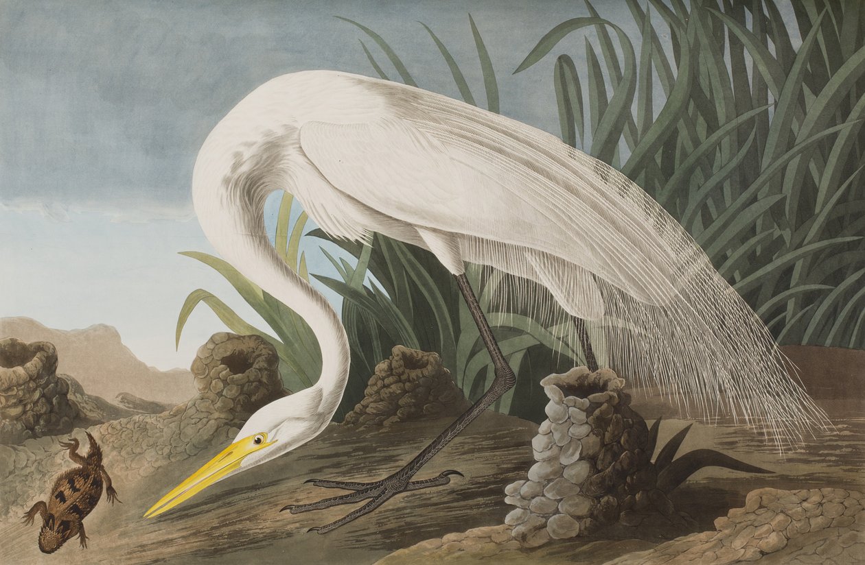Ilustracja z „Birds of America” autorstwa John James Audubon