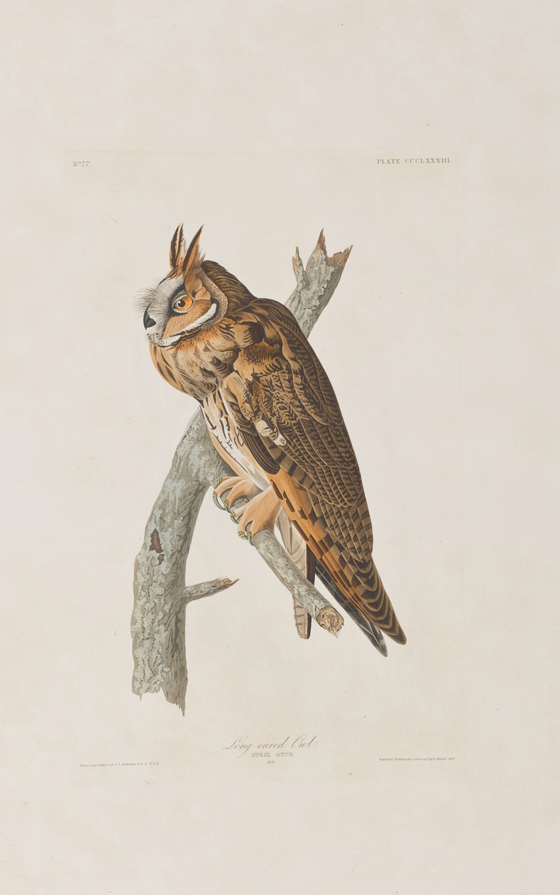 Ilustracja z „Birds of America” autorstwa John James Audubon
