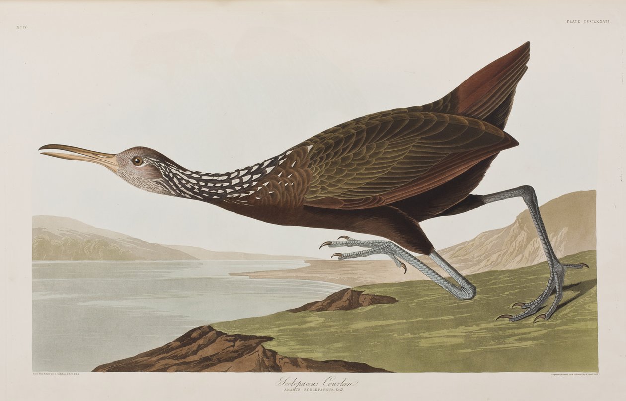 Ilustracja z „Birds of America” autorstwa John James Audubon
