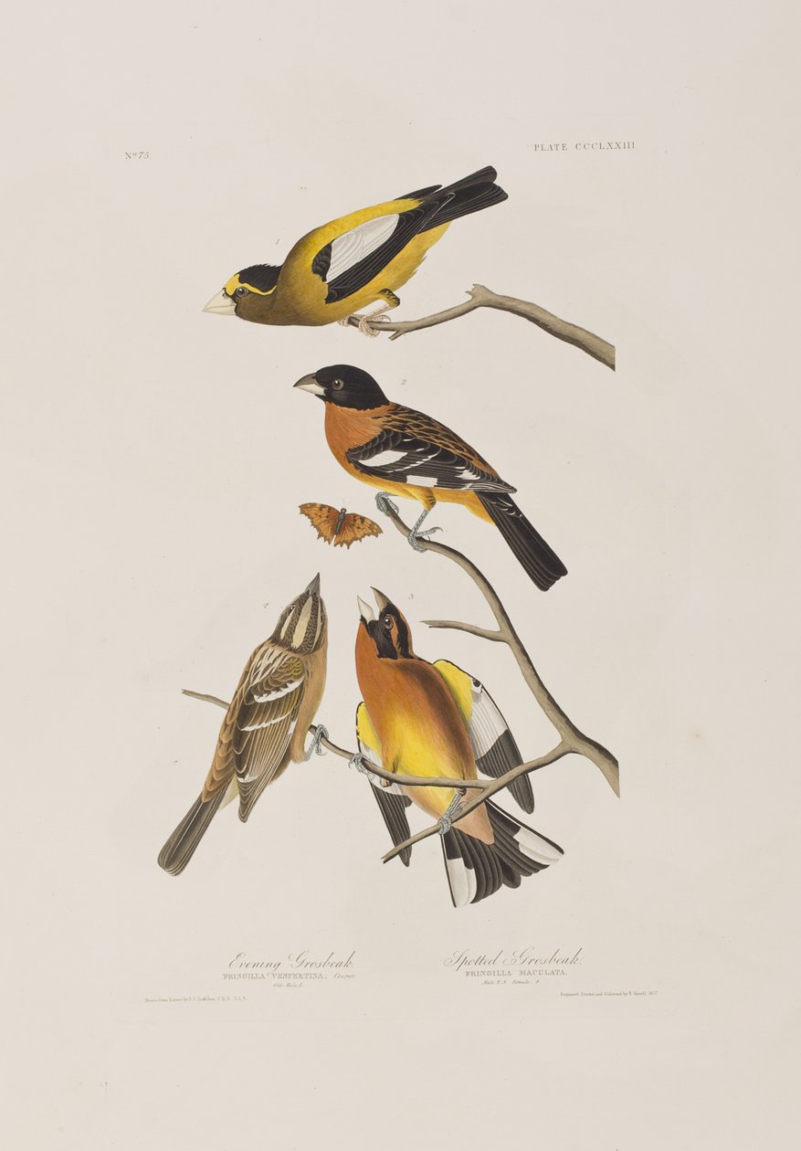 Ilustracja z „Birds of America” autorstwa John James Audubon