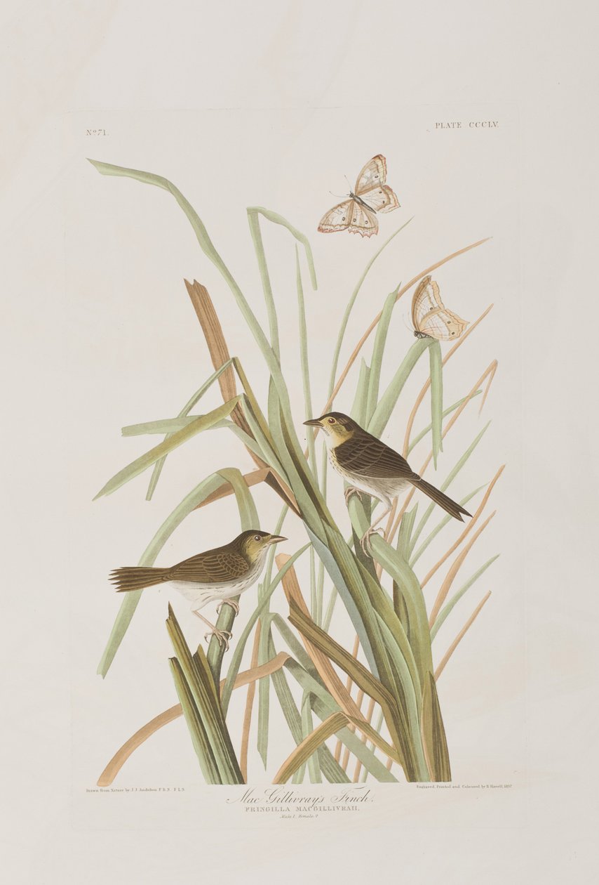 Ilustracja z „Birds of America” autorstwa John James Audubon