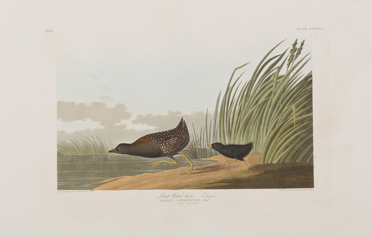 Ilustracja z „Birds of America” autorstwa John James Audubon