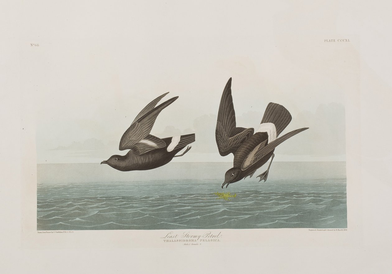 Ilustracja z „Birds of America” autorstwa John James Audubon