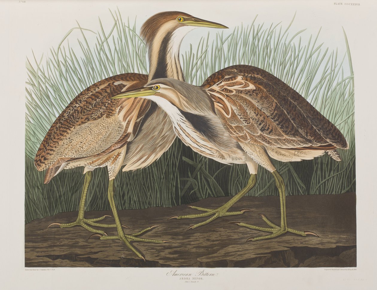 Ilustracja z „Birds of America” autorstwa John James Audubon