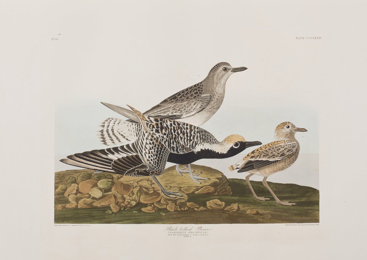 Ilustracja z „Birds of America” autorstwa John James Audubon