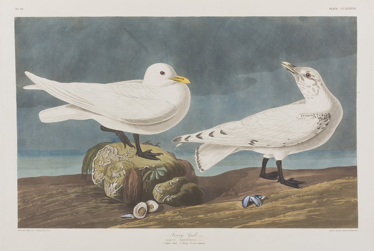 Ilustracja z „Birds of America” autorstwa John James Audubon