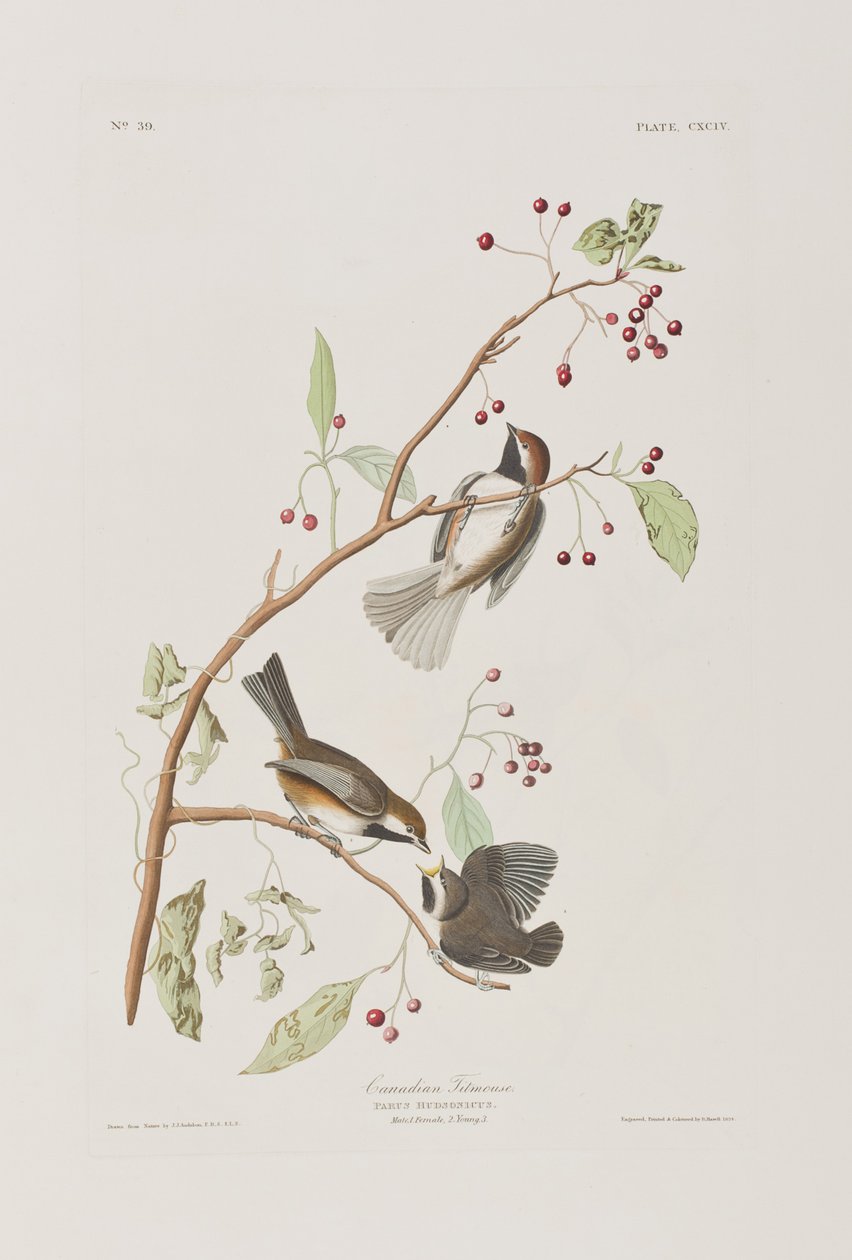 Ilustracja z „Birds of America” autorstwa John James Audubon