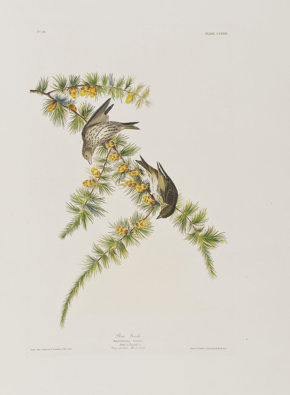 Ilustracja z „Birds of America” autorstwa John James Audubon