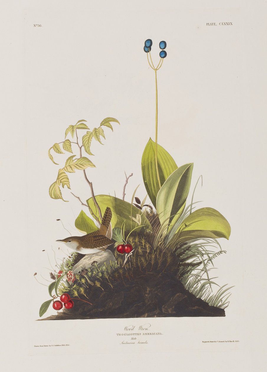 Ilustracja z „Birds of America” autorstwa John James Audubon