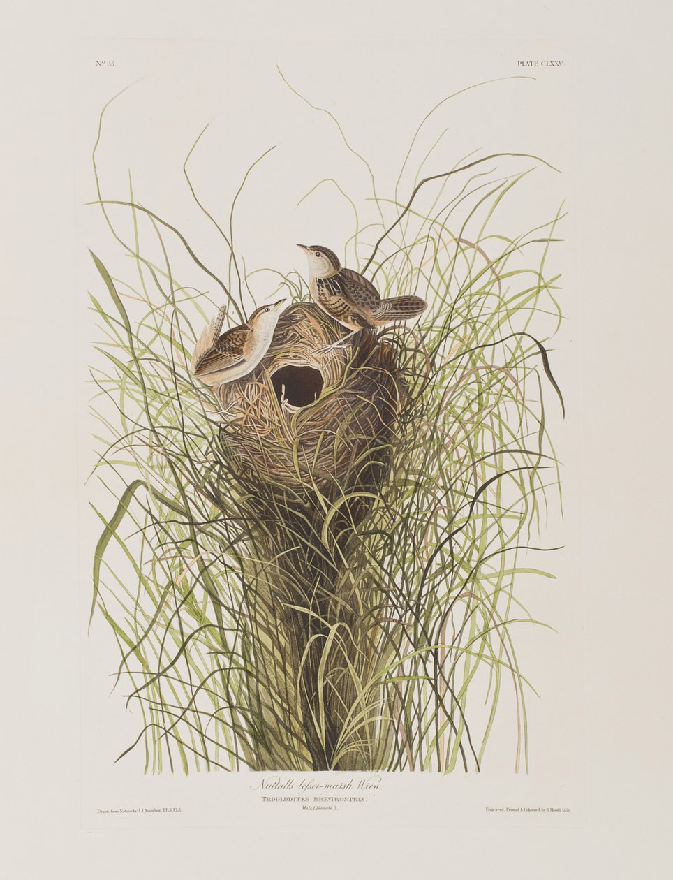 Ilustracja z „Birds of America” autorstwa John James Audubon