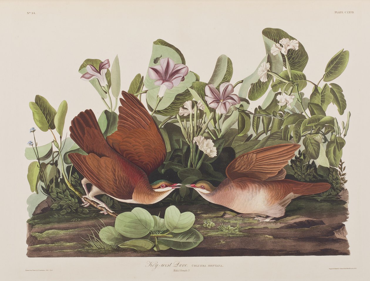 Ilustracja z „Birds of America” autorstwa John James Audubon