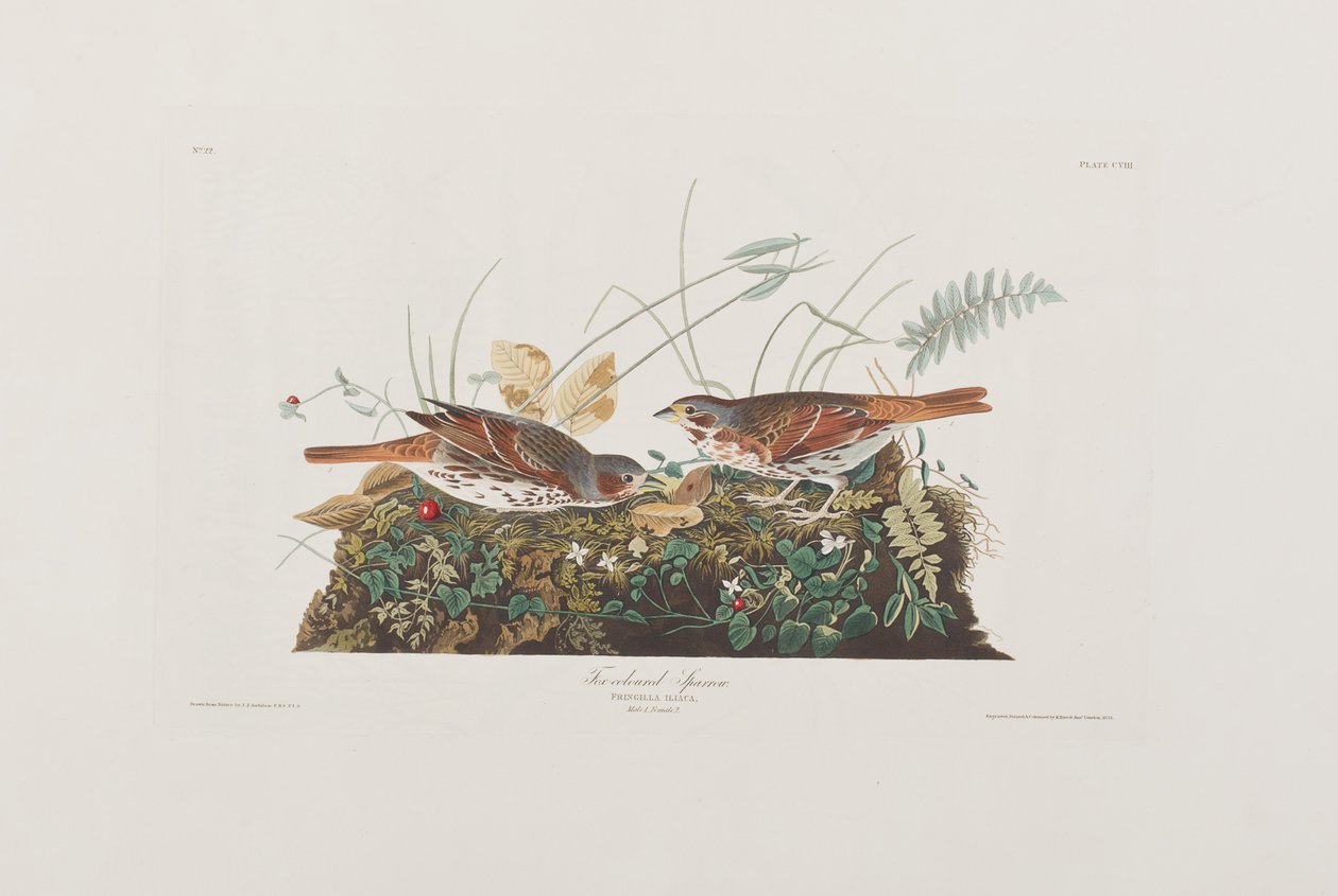 Ilustracja z „Birds of America” autorstwa John James Audubon
