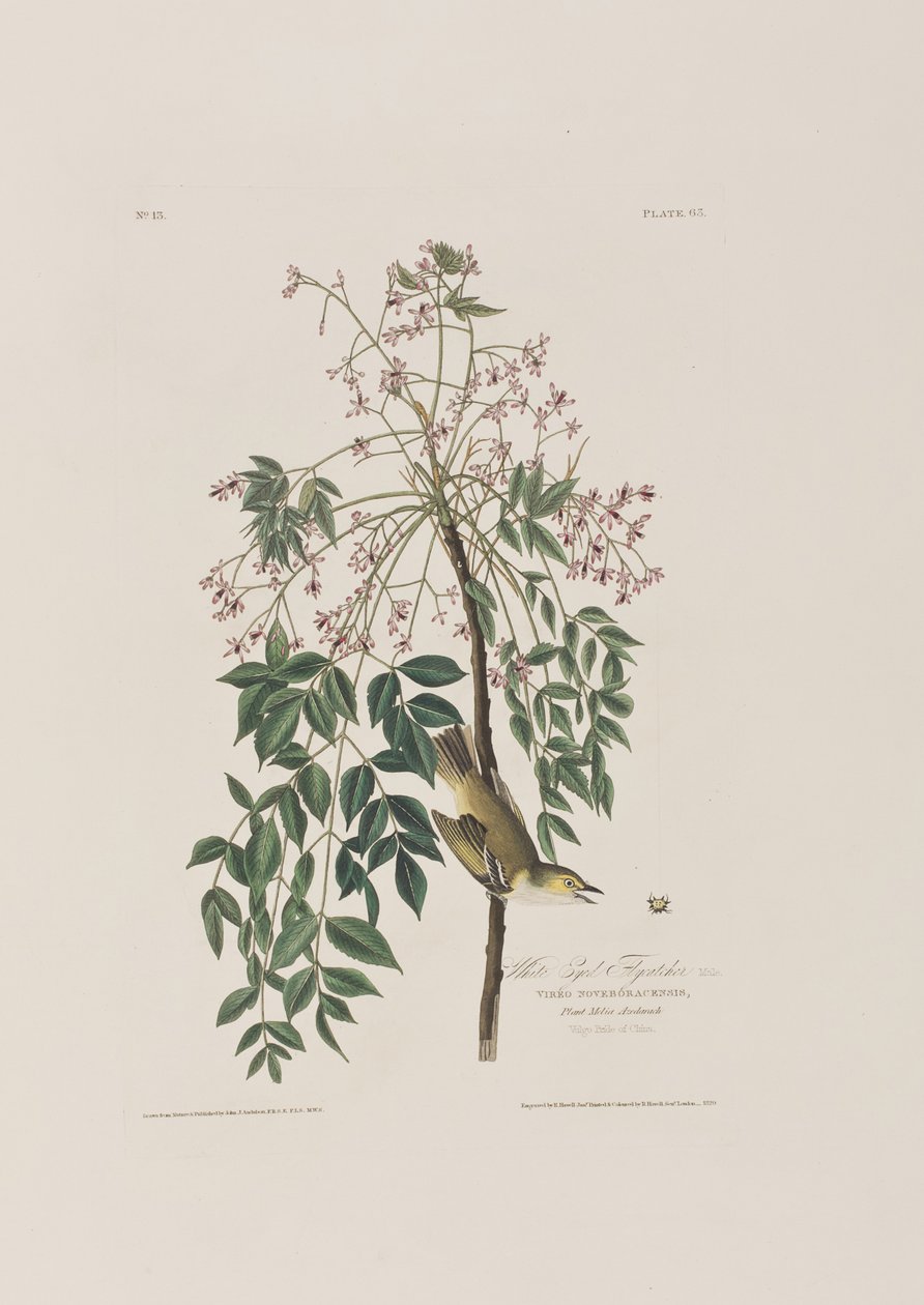 Ilustracja z „Birds of America” autorstwa John James Audubon