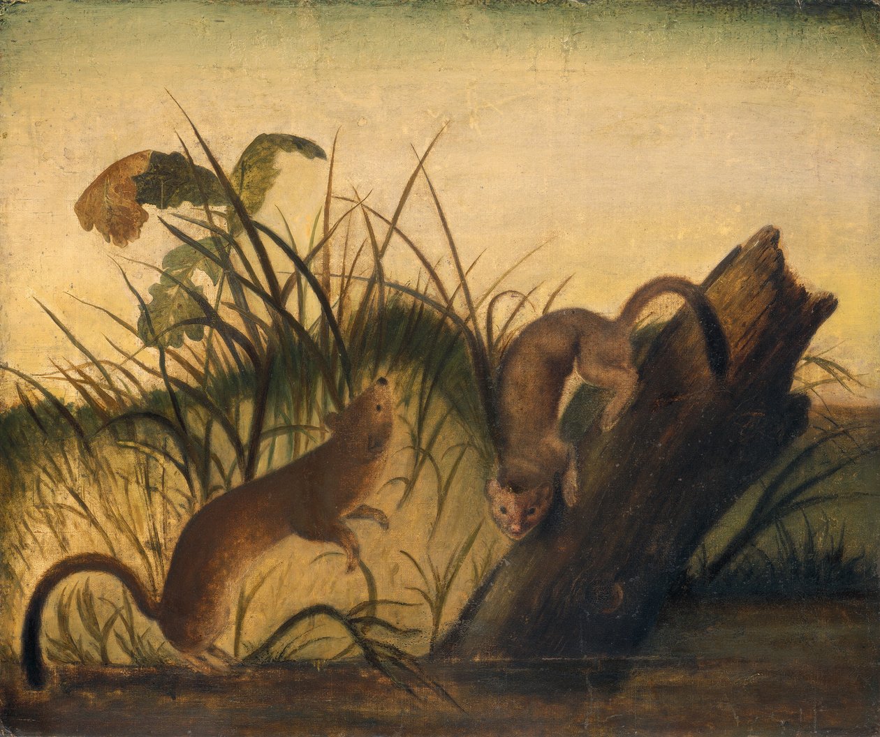 łasica długoogoniasta 1845. autorstwa John James Audubon
