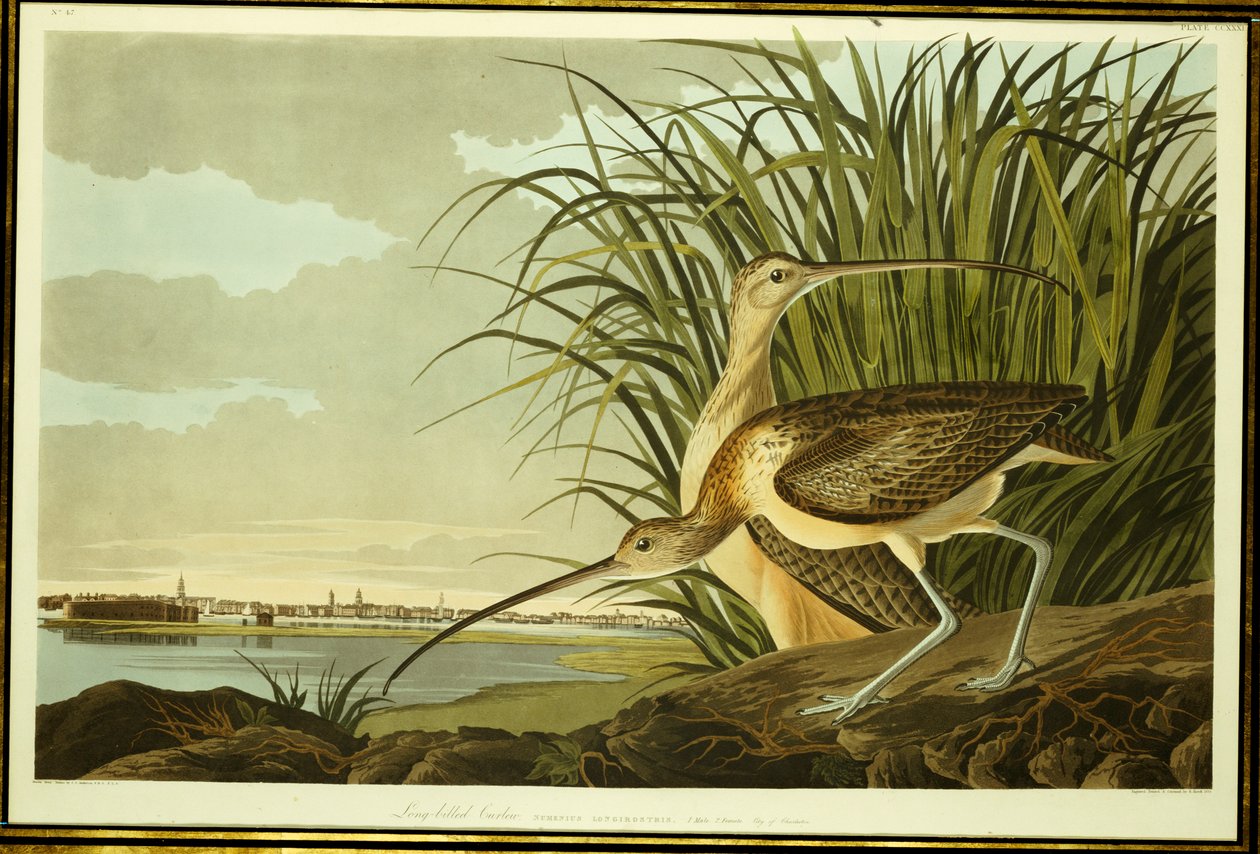 Kulik długodzioby męski i żeński autorstwa John James Audubon