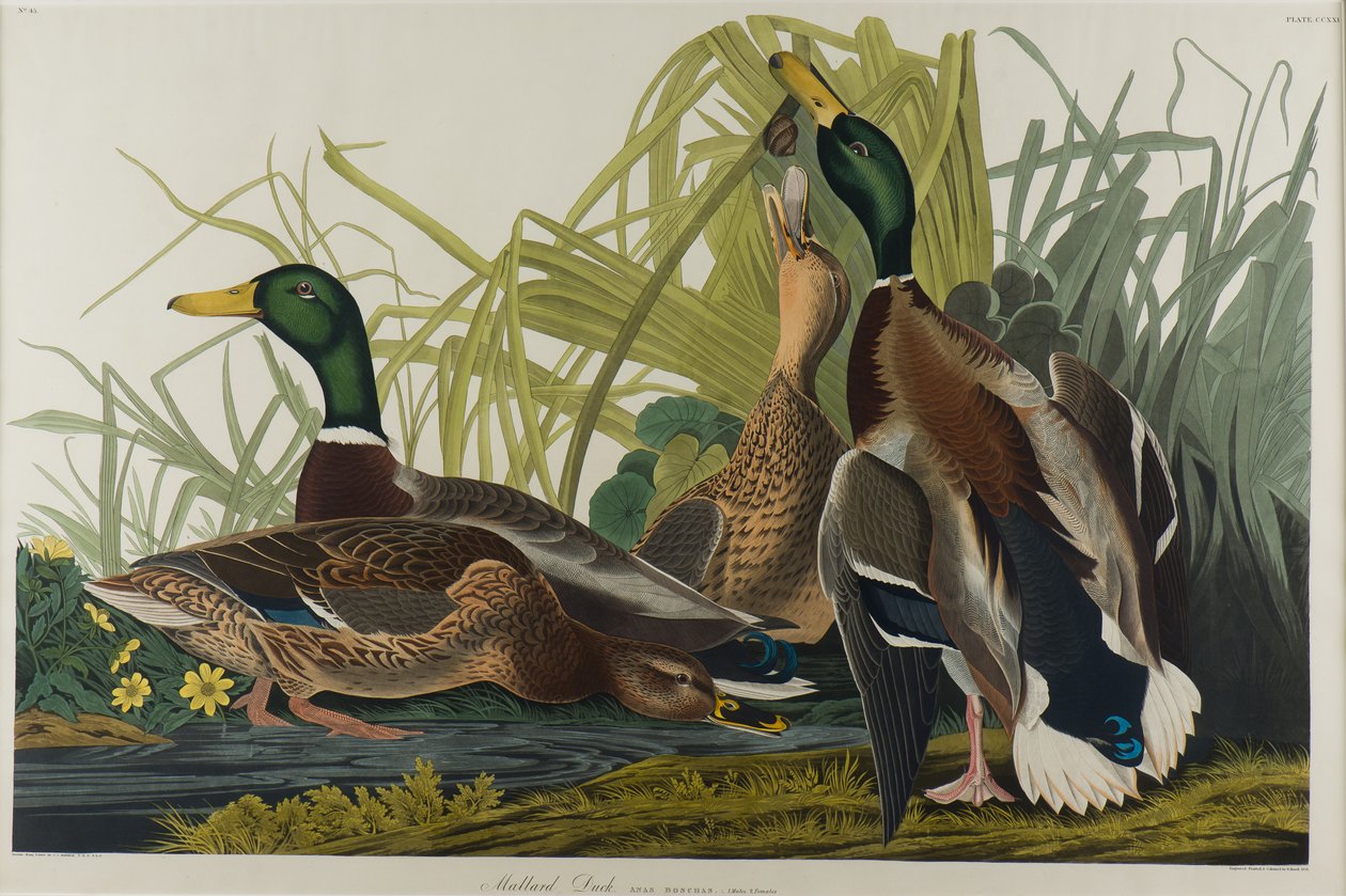 Kaczka krzyżówka, 1834 (wc na papierze) autorstwa John James Audubon