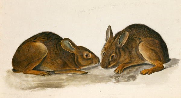 Zające bagienne (wc na papierze) autorstwa John James Audubon