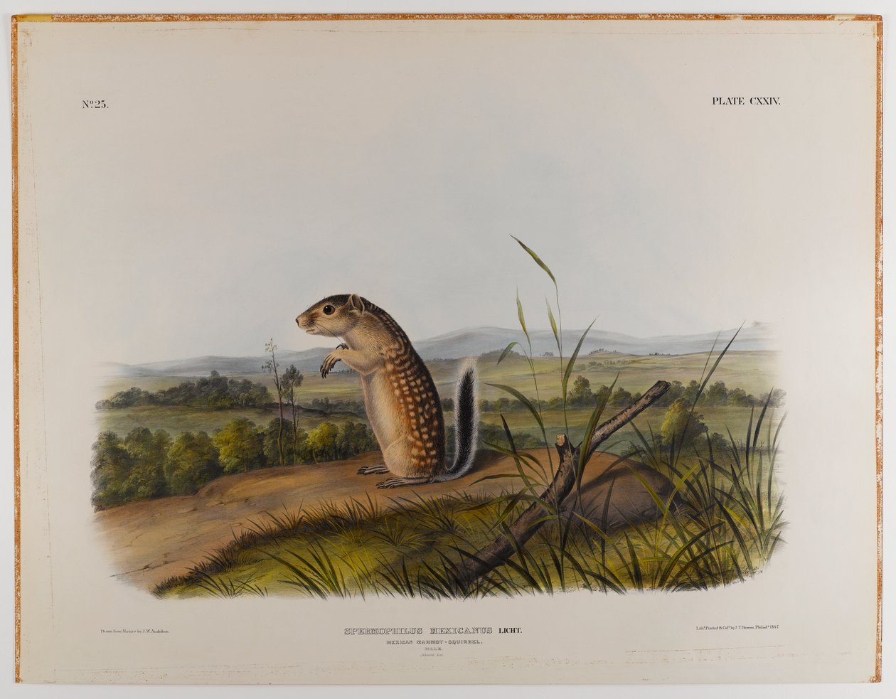 Meksykańska wiewiórka świstaka autorstwa John James Audubon