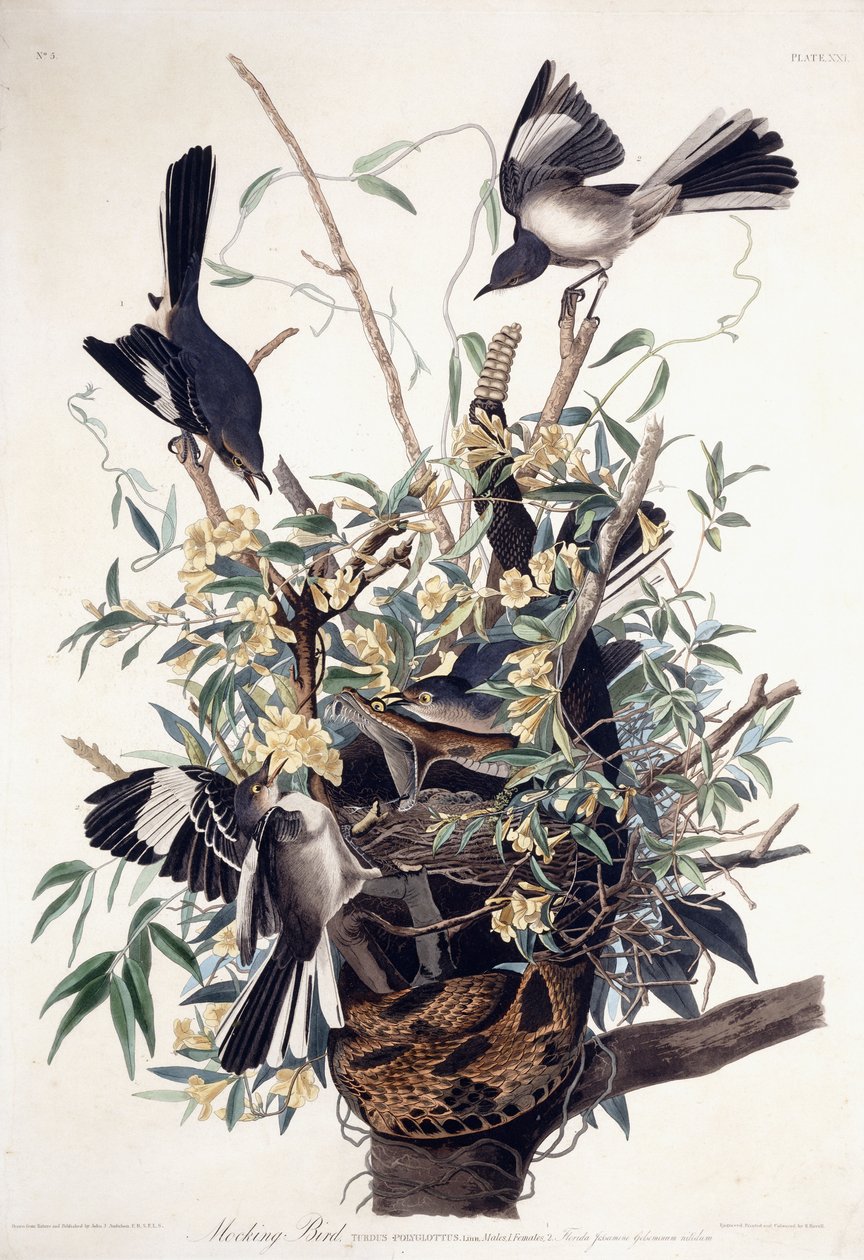Przedrzeźniający ptak (Turdus Polyglottus) autorstwa John James Audubon