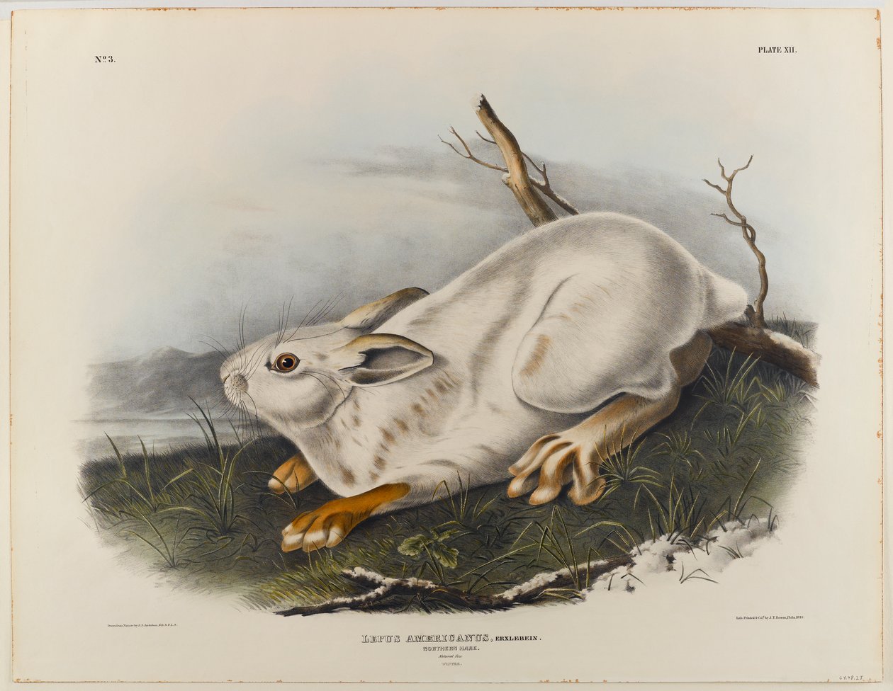 Zając północny (zimowa sierść) autorstwa John James Audubon