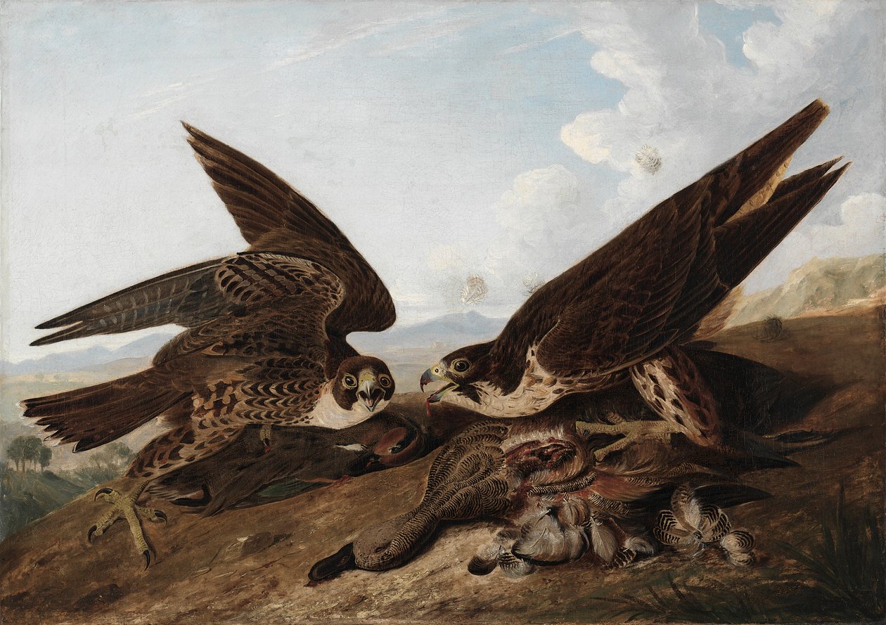 Sokoły wędrowne (kacze jastrzębie) autorstwa John James Audubon