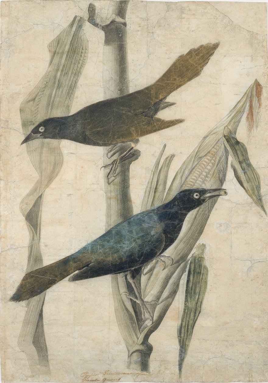 Fioletowy Grackle, początek XIX wieku. autorstwa John James Audubon
