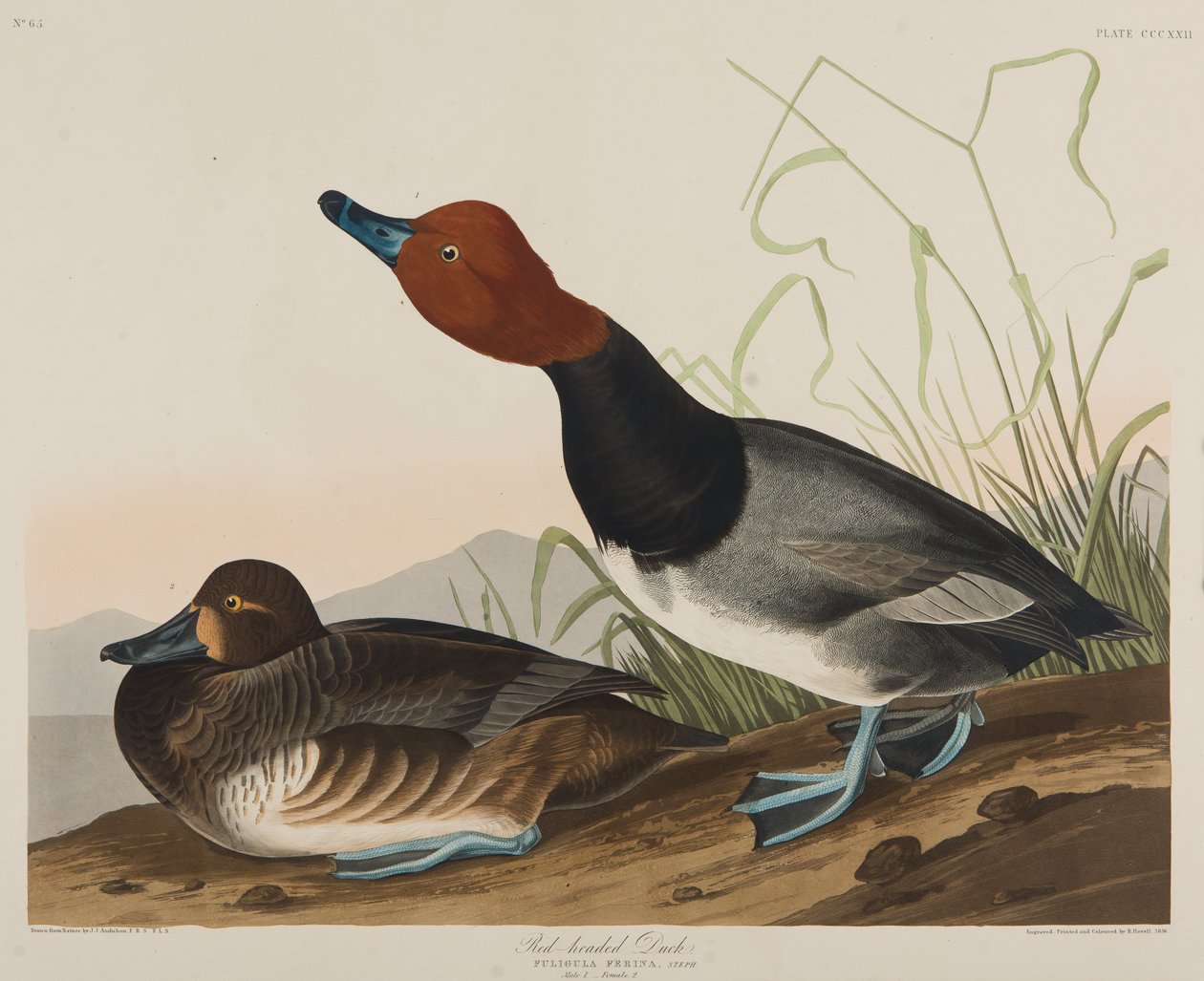 Ruda kaczka, 1836 (wc na papierze) autorstwa John James Audubon