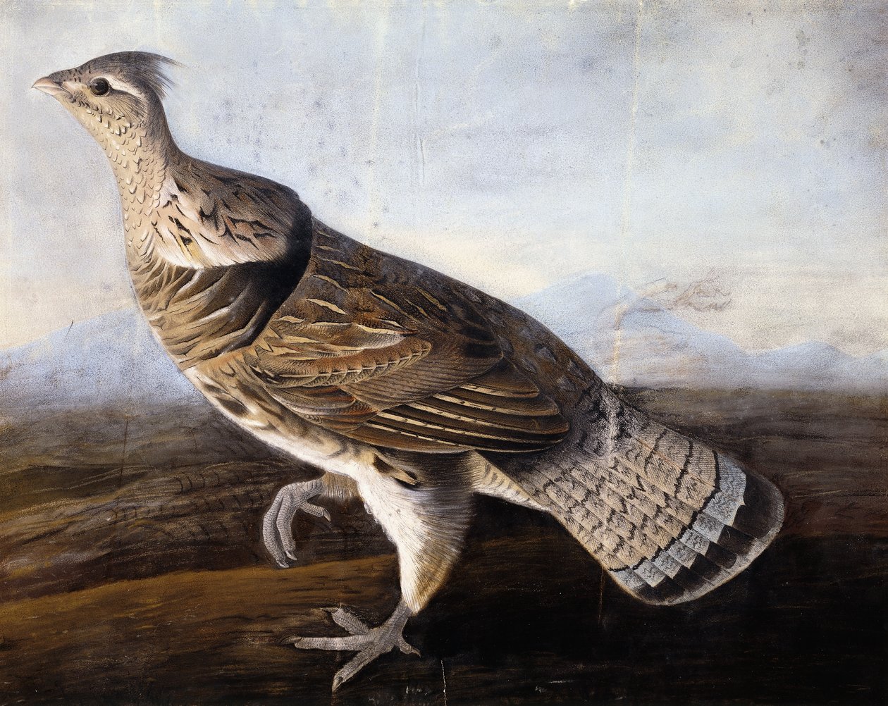 Cietrzew garbaty, autorstwa John James Audubon