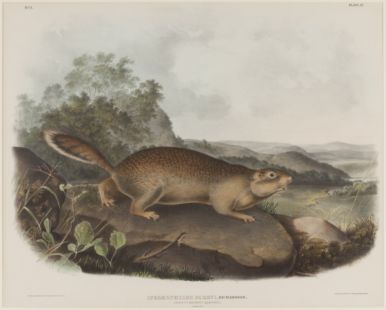 Spermophilus Parry (Parry kiaunė voverė)poli autorstwa John James Audubon