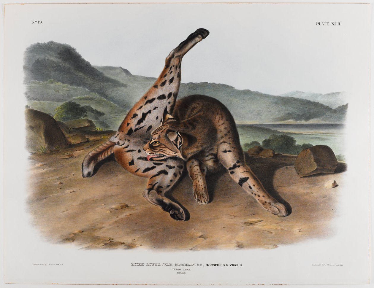 ryś teksański autorstwa John James Audubon
