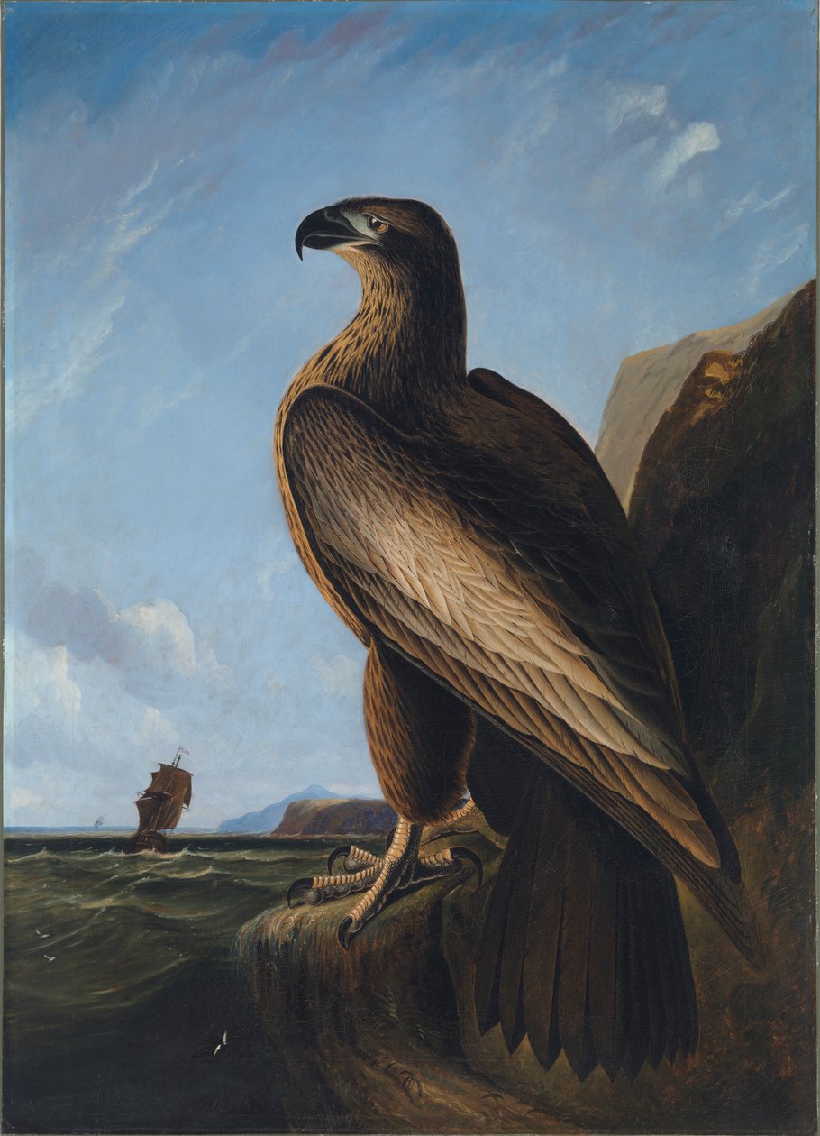 Orzeł Waszyngtoński, ca. 1836-1839. autorstwa John James Audubon