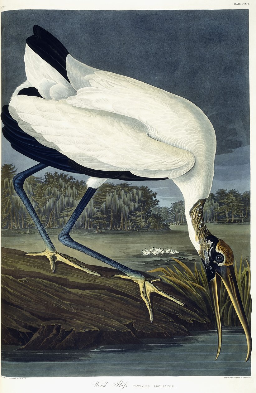 Drewniany Ibis, 1834 autorstwa John James Audubon