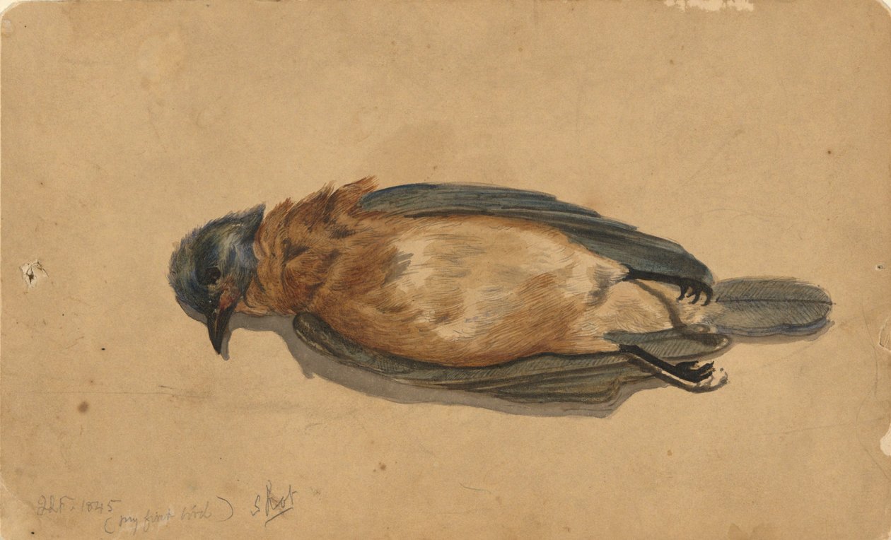 Martwy ptak autorstwa John La Farge