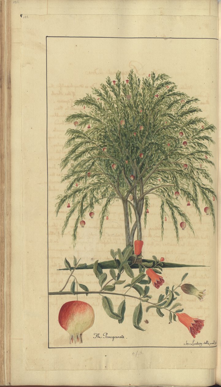 Strona z „Elegancies of Jamaica” autorstwa John Lindsay