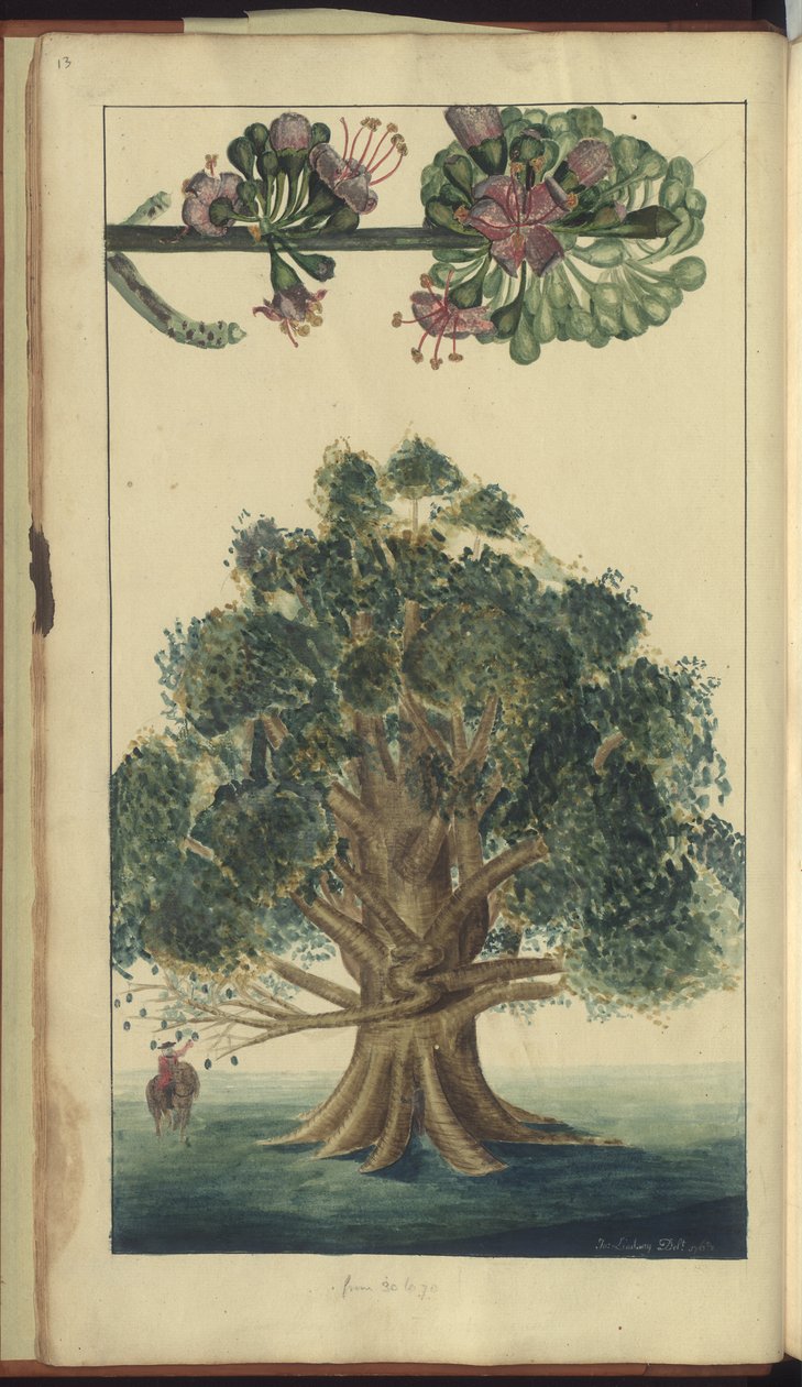 Strona z „Elegancies of Jamaica” autorstwa John Lindsay