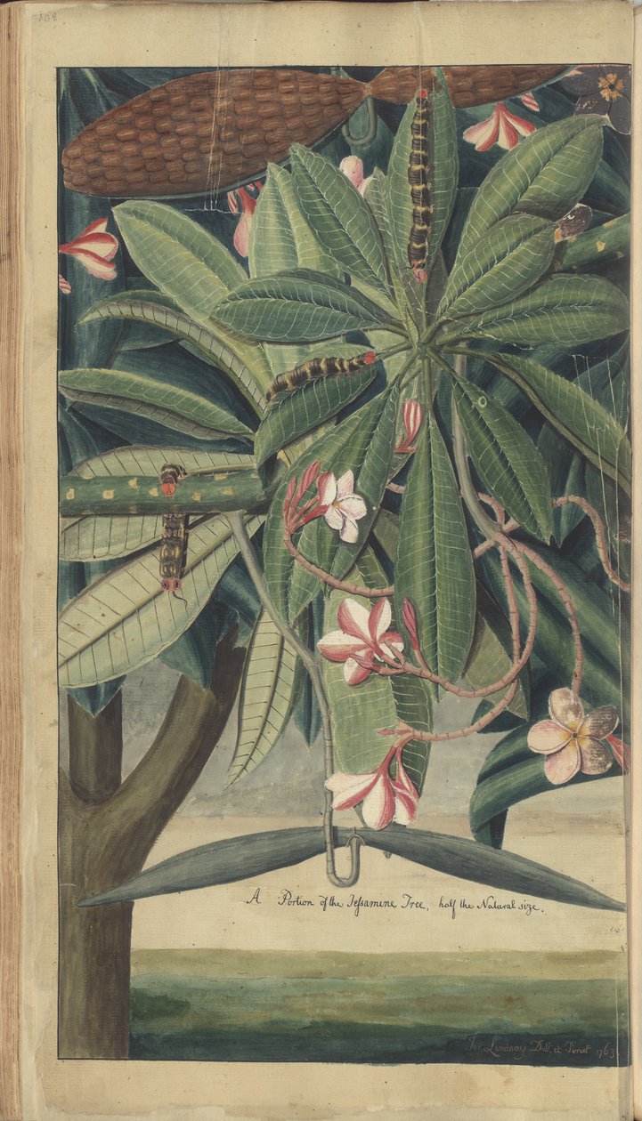 Strona z „Elegancies of Jamaica” autorstwa John Lindsay