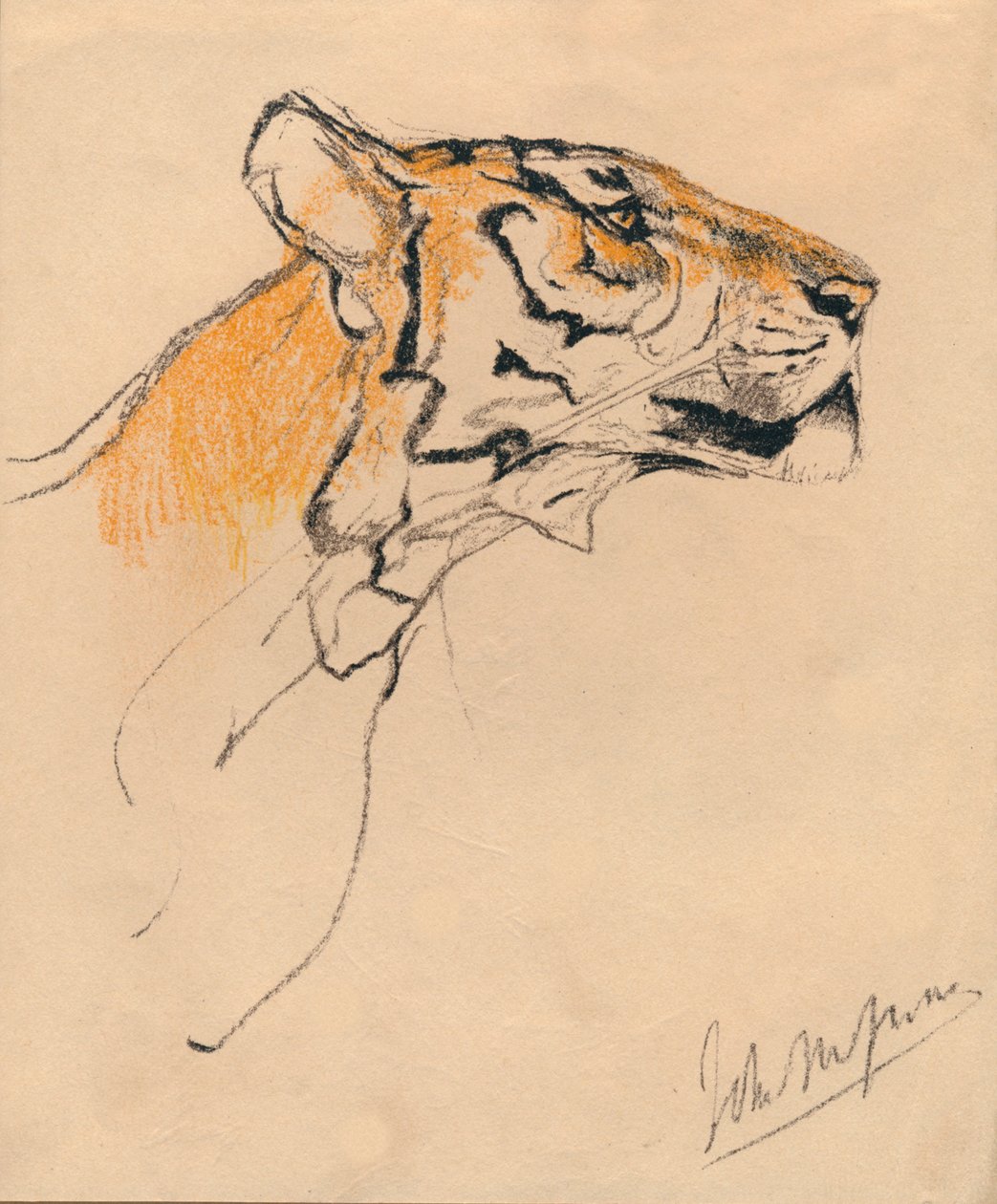Głowa tygrysa, c1910 autorstwa John Macallan Swan