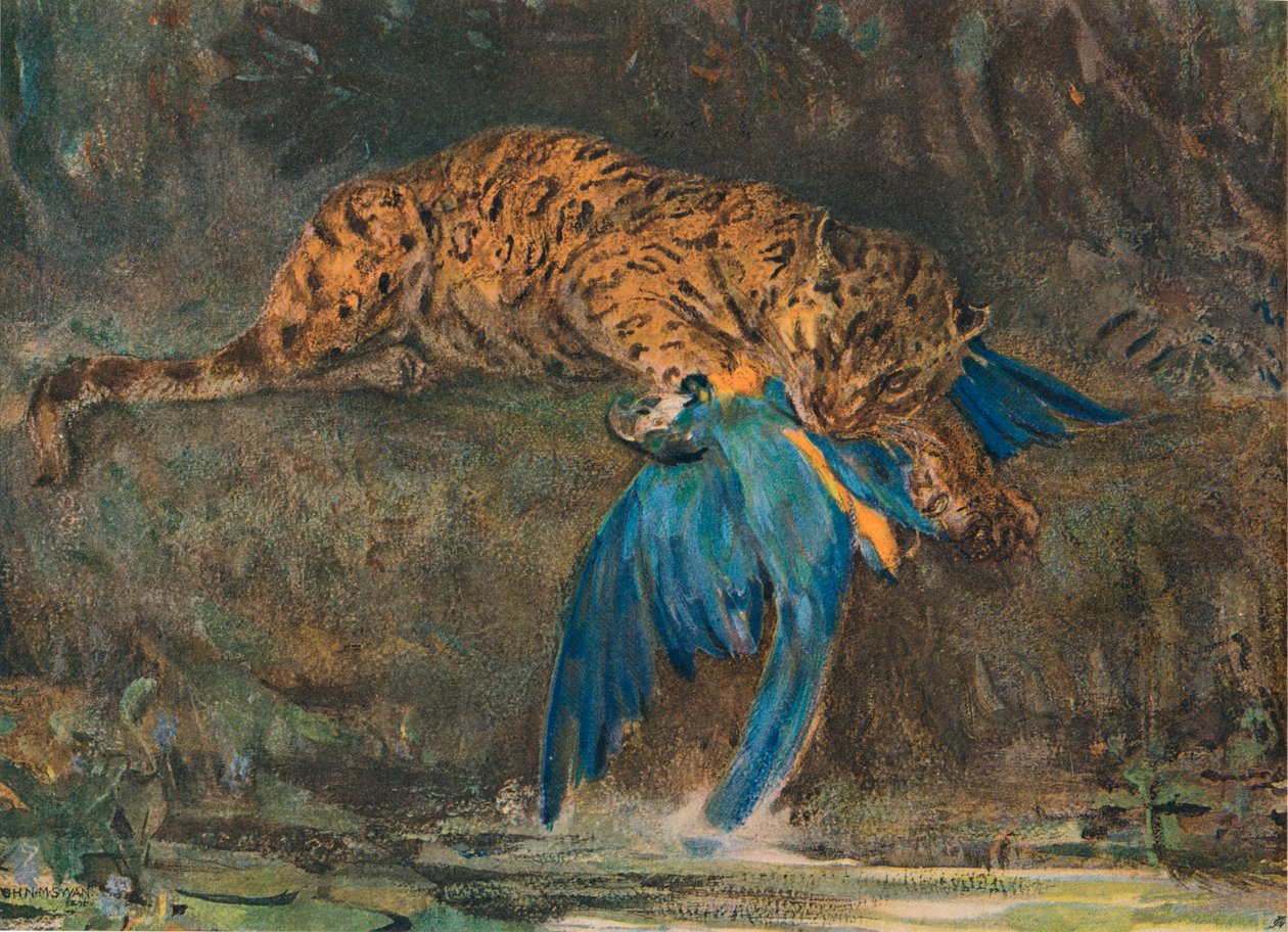 Jaguar i Ara, koniec XIX wieku autorstwa John Macallan Swan